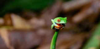 Best Vacation Destinations? Costa Rica one of them, says Travel + Leisure - Photo of Red-eyed leaf frog by Tim Manhalter on Unsplash