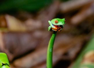 Best Vacation Destinations? Costa Rica one of them, says Travel + Leisure - Photo of Red-eyed leaf frog by Tim Manhalter on Unsplash
