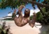 Sloth in a tree - qcostarica.com