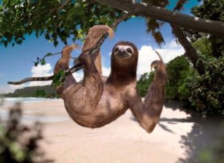 Sloth in a tree - qcostarica.com