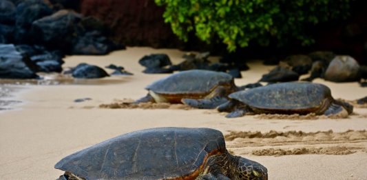 Turtles on beach. Photo by Joe Cook on Unsplash