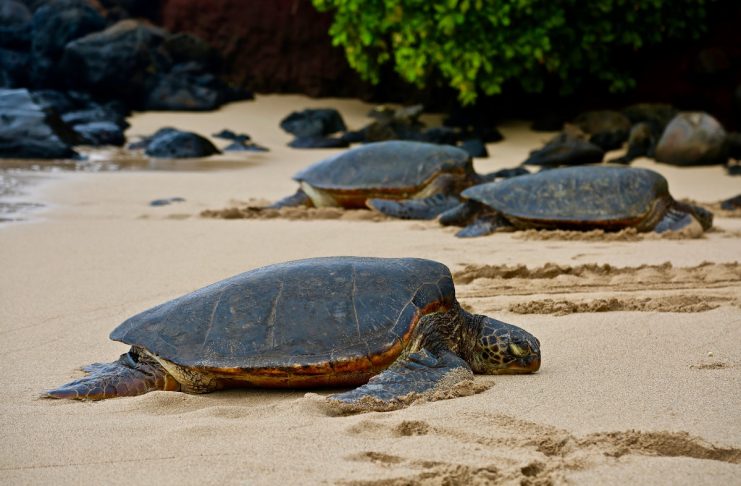 Turtles on beach. Photo by Joe Cook on Unsplash
